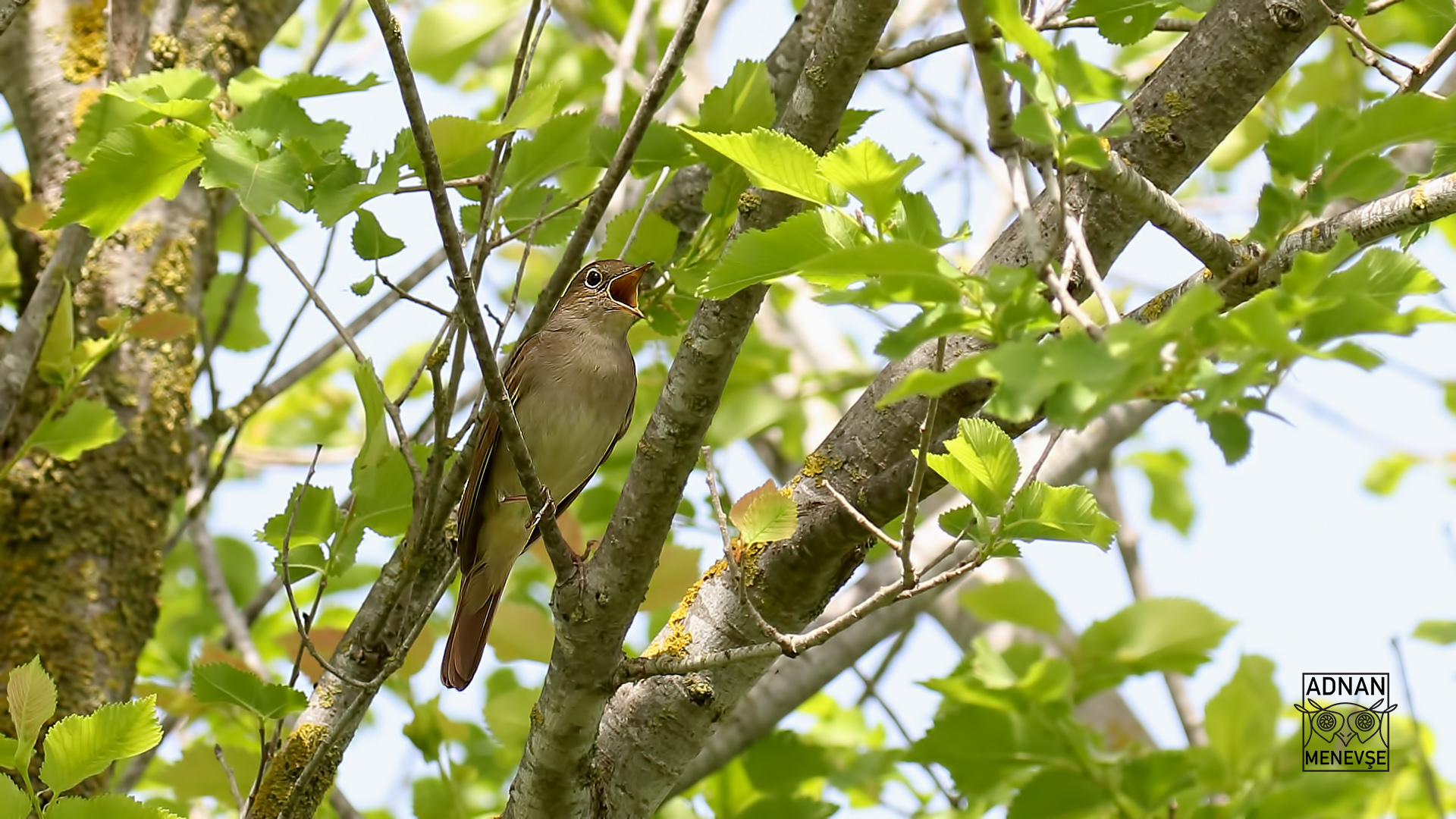 Common Nightingale